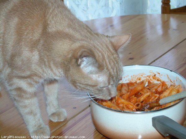 Photo de Chat domestique