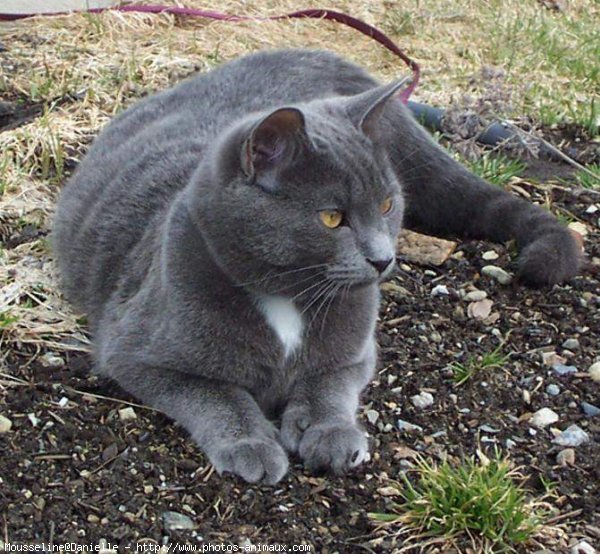 Photo de Chartreux