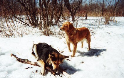 Photo de Golden retriever