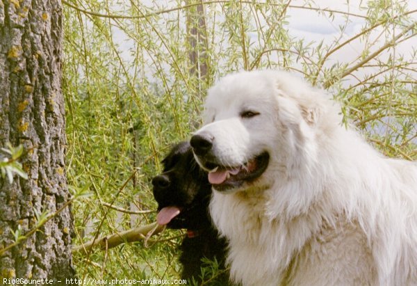 Photo de Chien de montagne des pyrnes