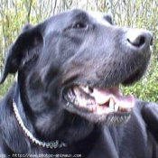 Photo de Labrador retriever