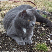 Photo de Chartreux