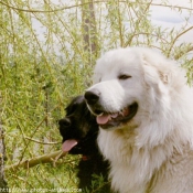 Photo de Chien de montagne des pyrnes