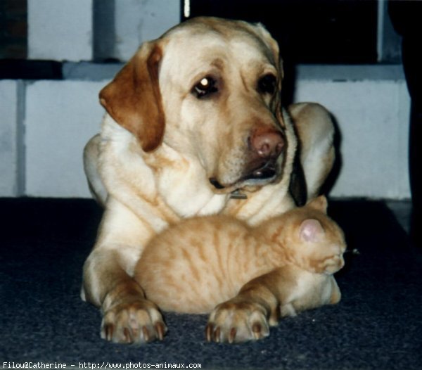 Photo de Chat domestique