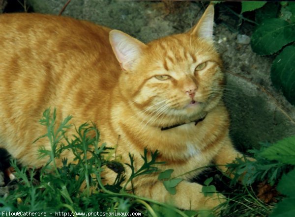 Photo de Chat domestique