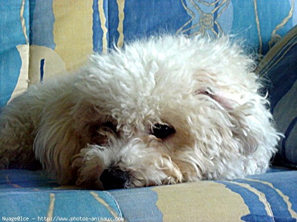 Photo de Bichon  poil fris