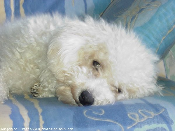 Photo de Bichon  poil fris