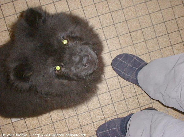 Photo de Chow chow