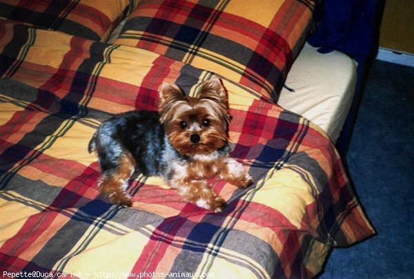 Photo de Yorkshire terrier