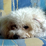 Photo de Bichon  poil fris