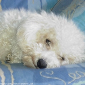 Photo de Bichon  poil fris