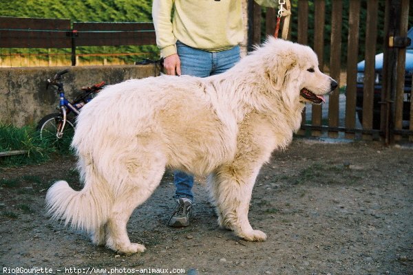 Photo de Chien de montagne des pyrnes