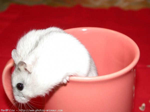 Photo de Hamster