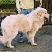 Photo de Chien de montagne des pyrnes