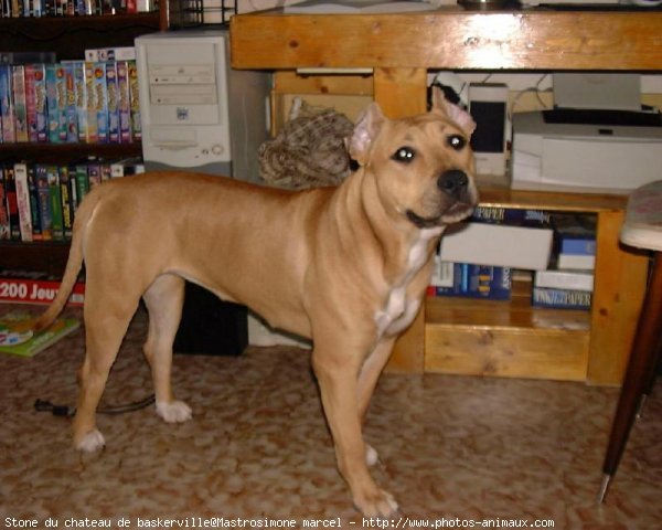 Photo d'American staffordshire terrier