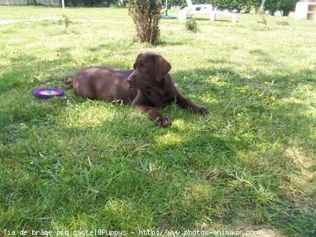 Photo de Labrador retriever