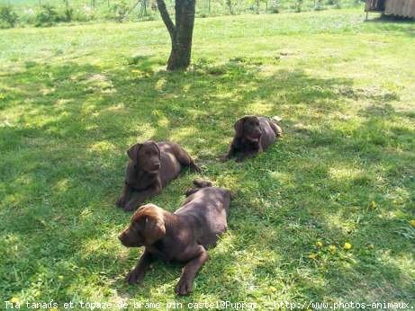 Photo de Labrador retriever