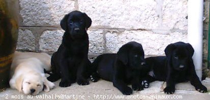 Photo de Labrador retriever