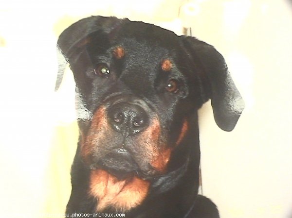 Photo de Rottweiler