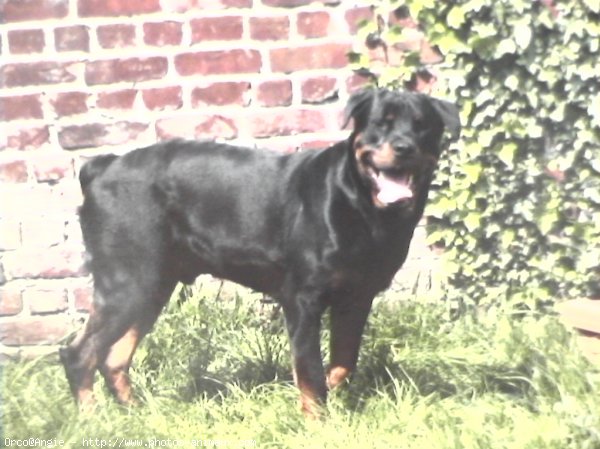 Photo de Rottweiler