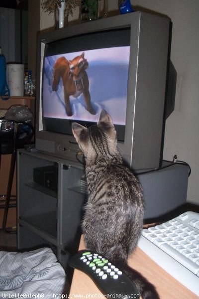 Photo de Chat domestique