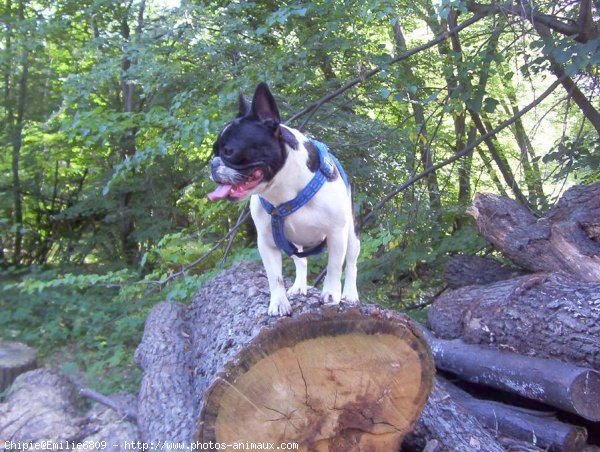 Photo de Bouledogue franais