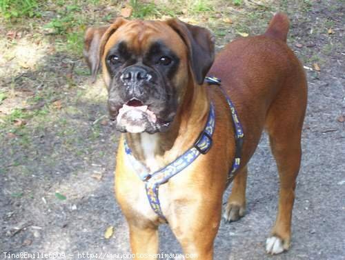 Photo de Boxer