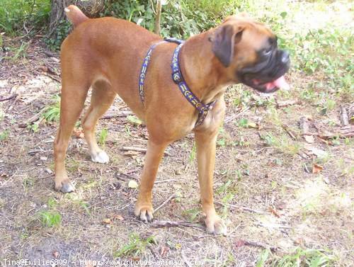 Photo de Boxer