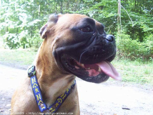 Photo de Boxer