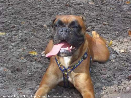 Photo de Boxer