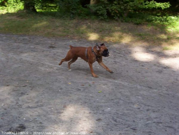 Photo de Boxer