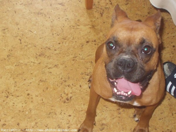 Photo de Boxer