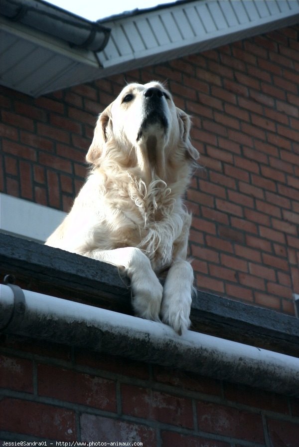 Photo de Golden retriever