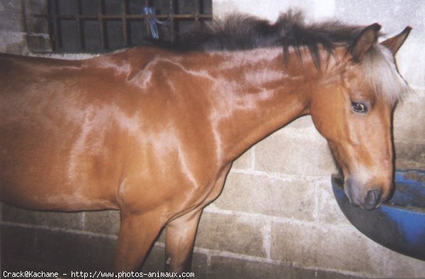 Photo de Poney franais de selle