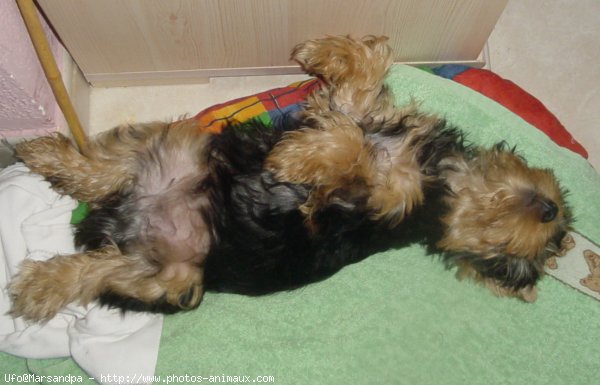 Photo de Yorkshire terrier