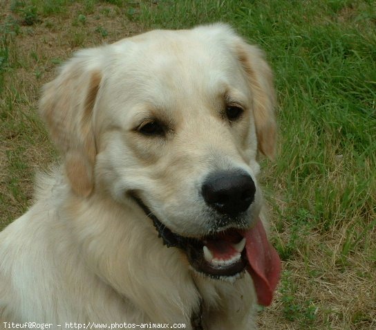 Photo de Golden retriever