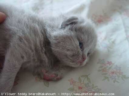 Photo de British shorthair