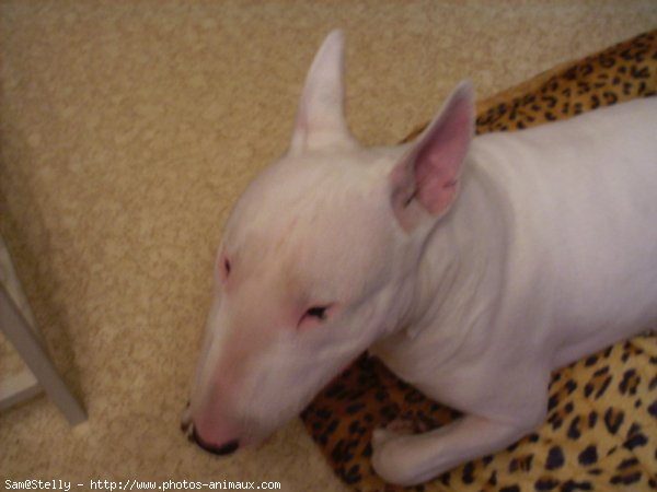 Photo de Bull terrier miniature