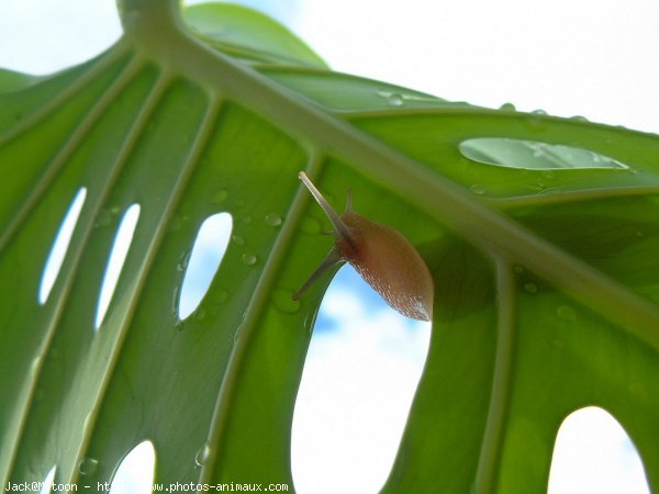 Photo d'Escargot