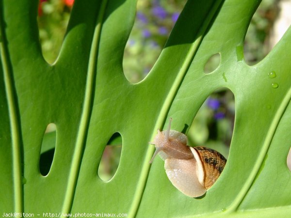 Photo d'Escargot