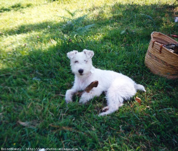 Photo de Fox terrier  poil dur