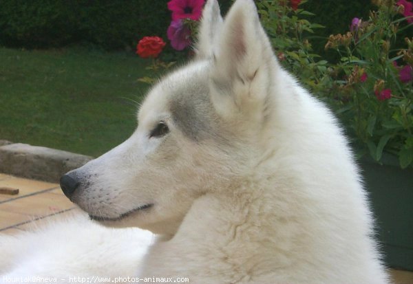 Photo de Husky siberien