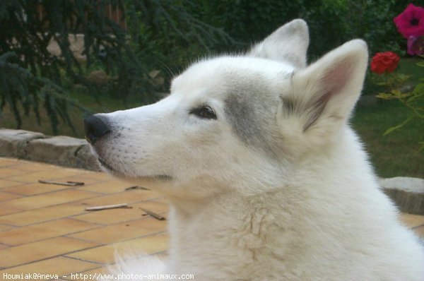 Photo de Husky siberien