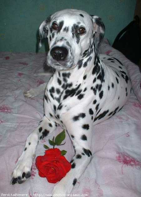 Photo de Dalmatien