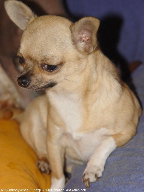 Photo de Chihuahua  poil court