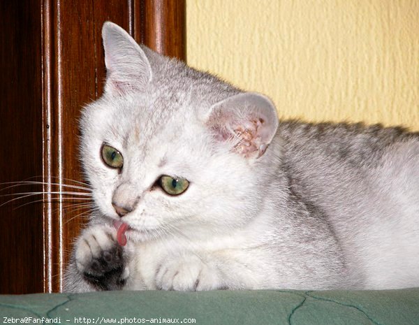 Photo de British shorthair