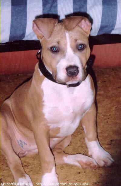 Photo d'American staffordshire terrier