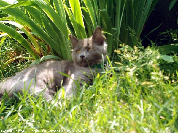 Photo de Chat domestique