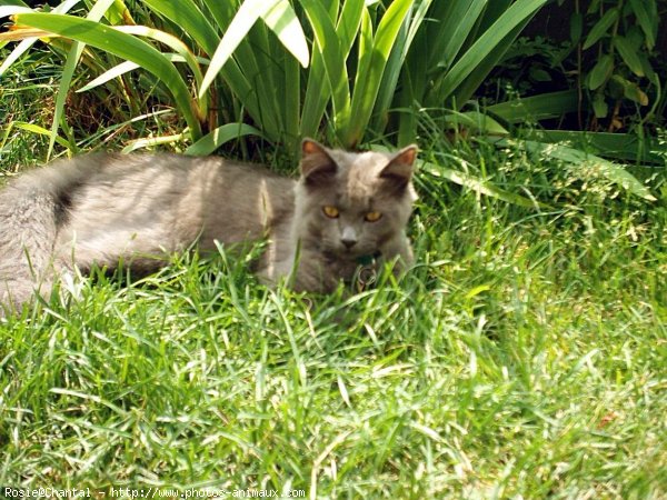 Photo de Chat domestique