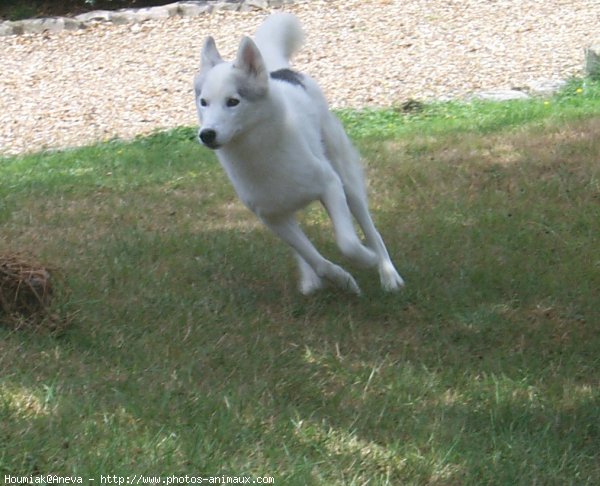 Photo de Husky siberien